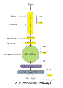 Aerobic Cellular Respiration Flow Chart