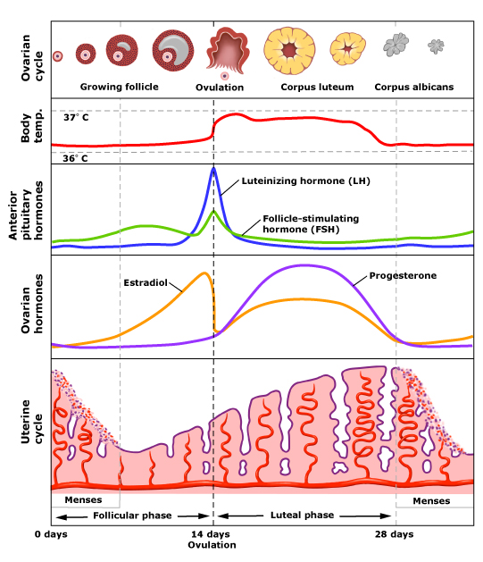 Hormone Levels Menstrual Cycle Chart